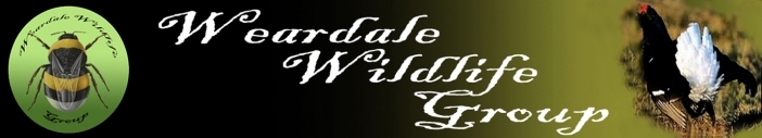 www.weardalewildlifegroup.co.uk Logo